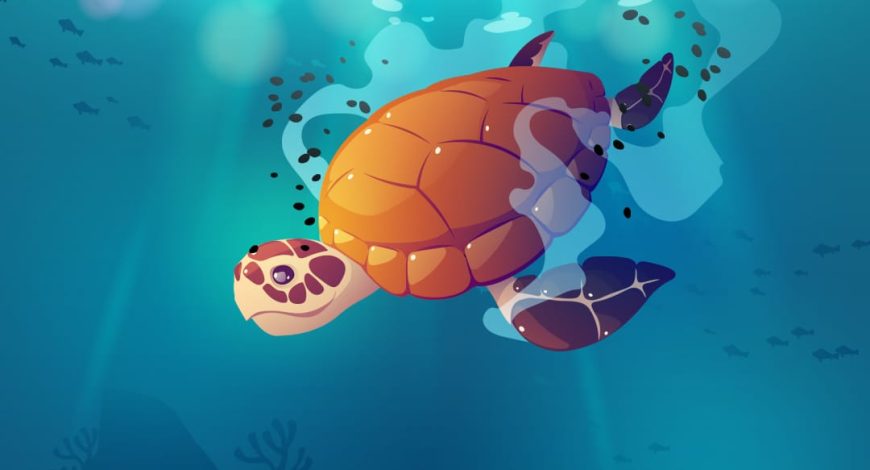 World Turtle Day