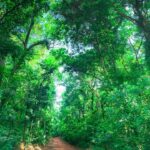 Dikkale Forest Reserve Cleanup Marks Earth Day 2025 with Powerful Environmental Action